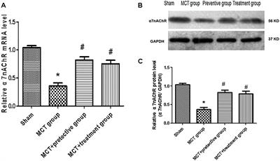 Activation of Nicotinic Acetylcholine α7 Receptor Attenuates Progression of Monocrotaline-Induced Pulmonary Hypertension in Rats by Downregulating the NLRP3 Inflammasome